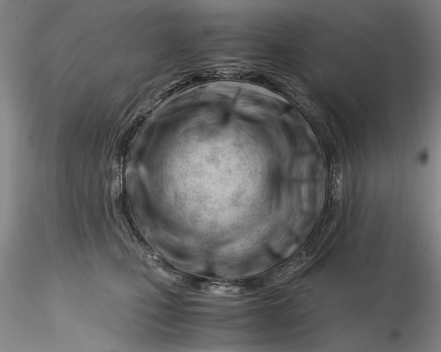 X0000116260471200912211740