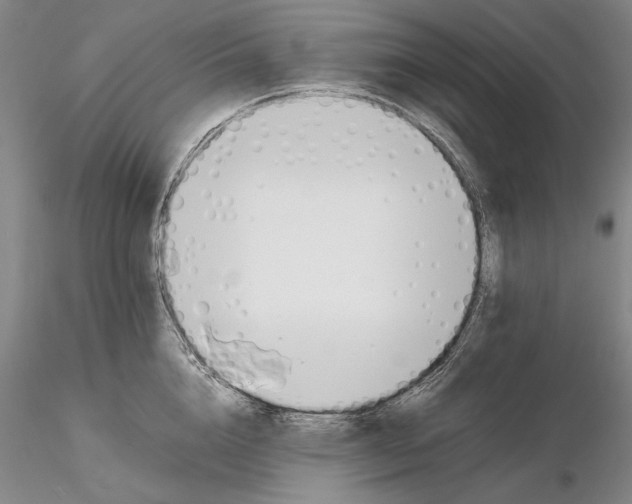 X0000116260856200912211735