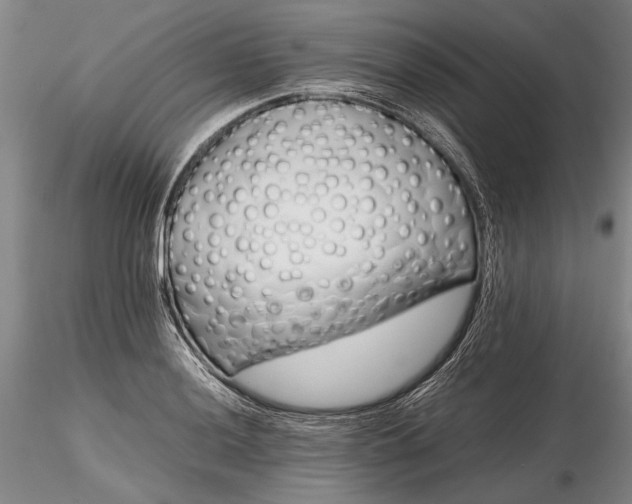 X0000116261036200912211732
