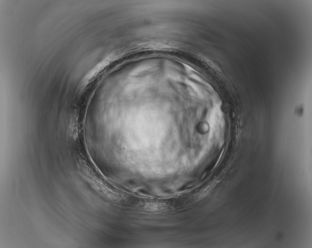 X0000116261306200912211728