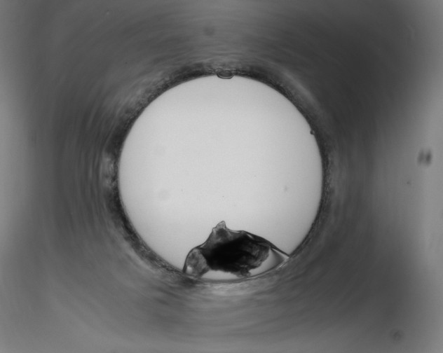X0000116260025200912291506