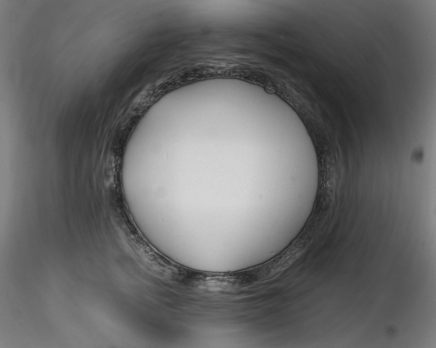 X0000116260758200912291456