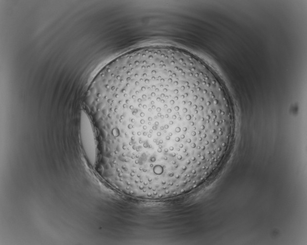 X0000116260953200912291453
