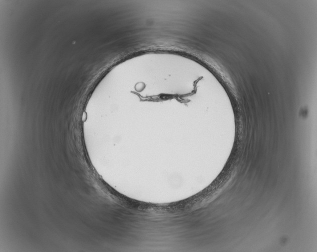 X0000116260481201001110957
