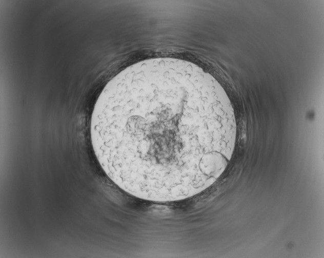 X0000116260519201001110956