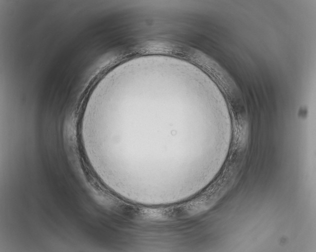 X0000116260534201001110955