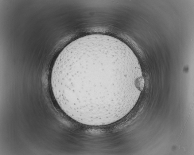 X0000116260537201001110955