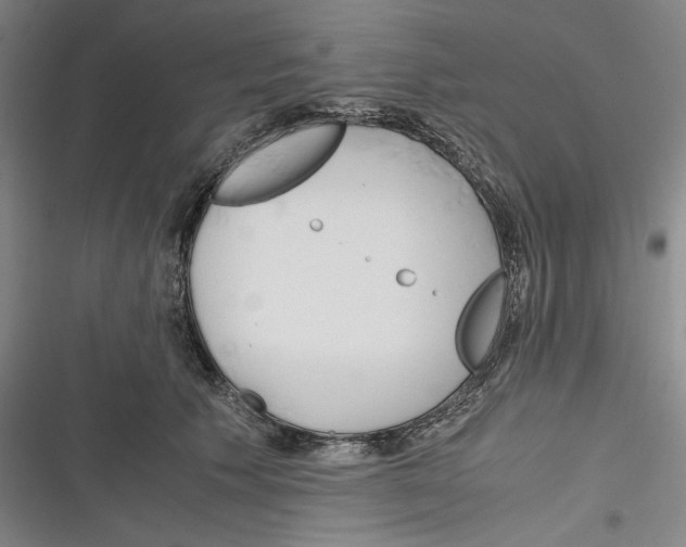 X0000116260609201001110955