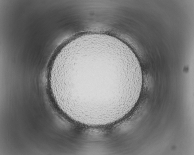 X0000116260632201001110954