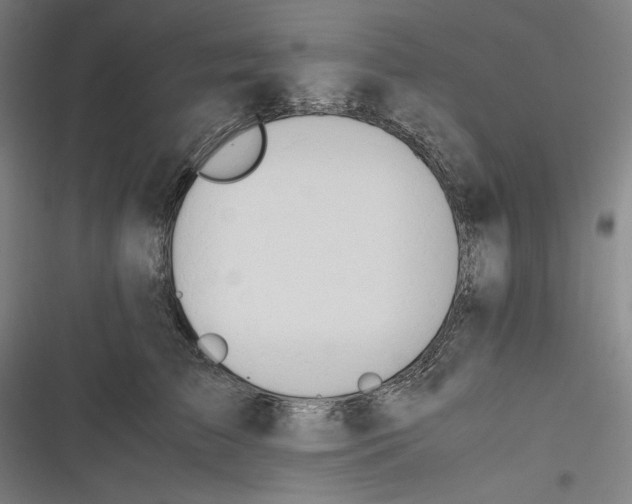 X0000116260709201001110953
