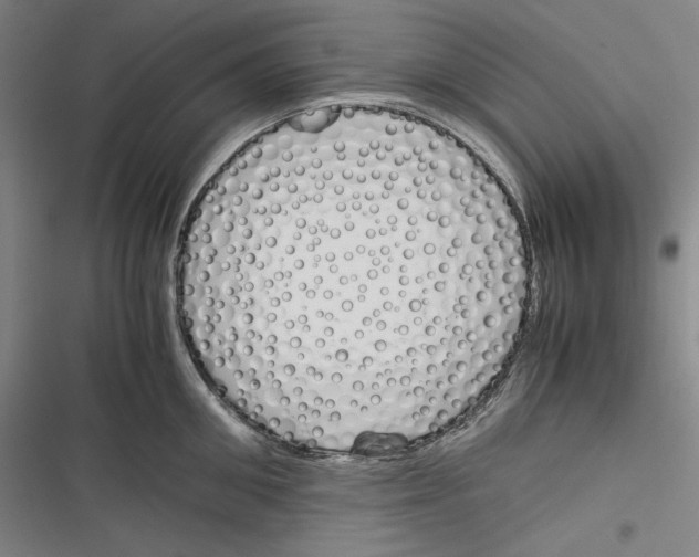 X0000116260906201001110951