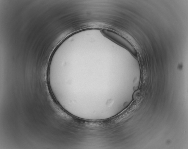 X0000116260946201001110950