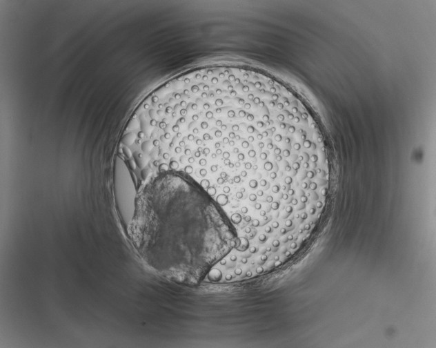 X0000116260953201001110951