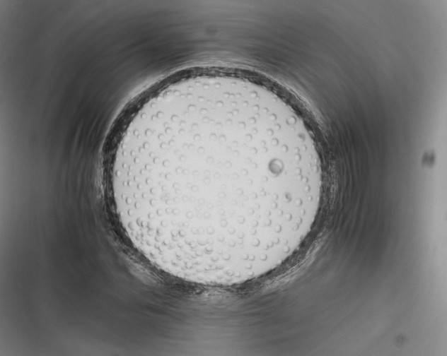 X0000116260974201001110950