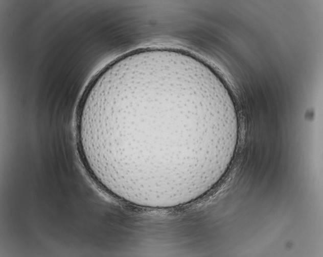 X0000116260990201001110950