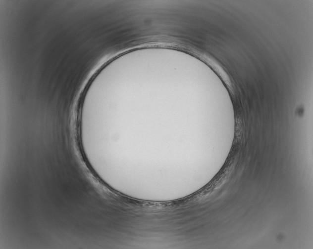 X0000116261099201001110948