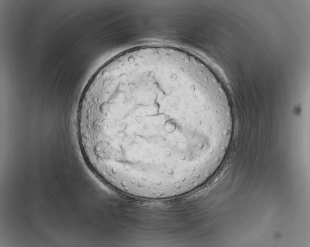 X0000116261239201001110947