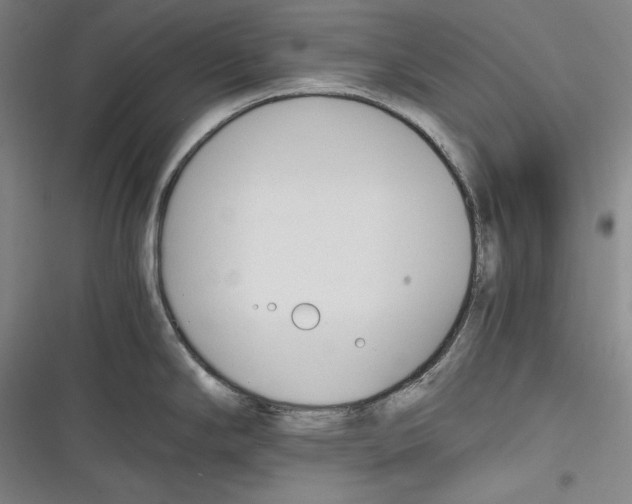 X0000116261294201001110945