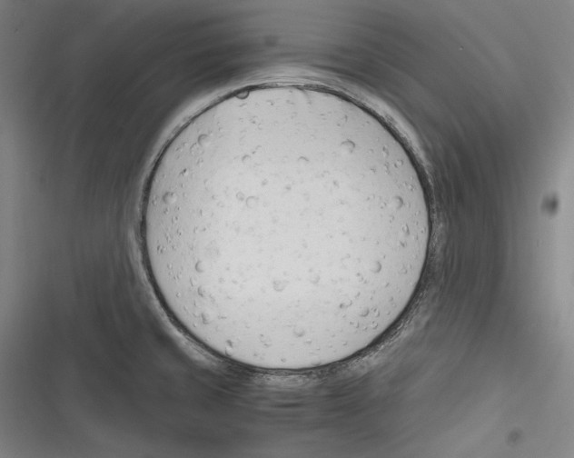 X0000116261429201001110944