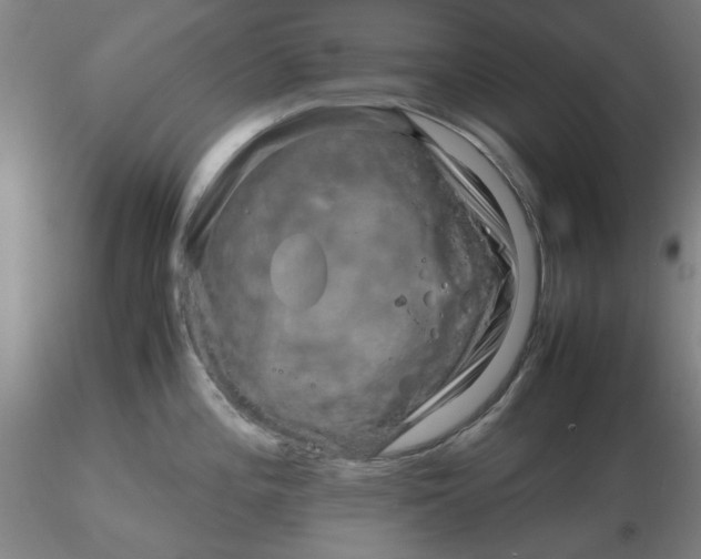 X0000116271196200912211751