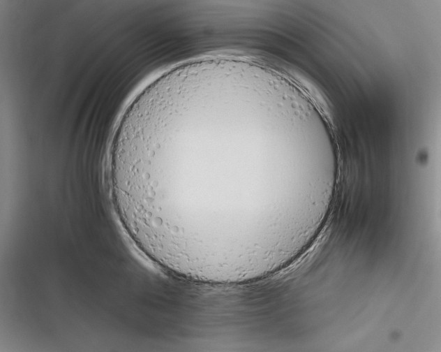 X0000116270808201001111013