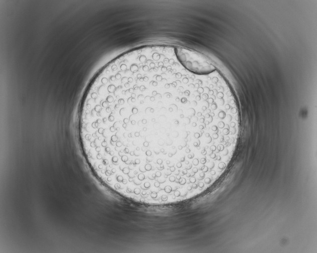 X0000116271053201001111010