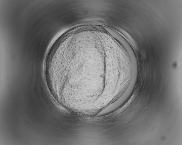 X0000116271196201001111008