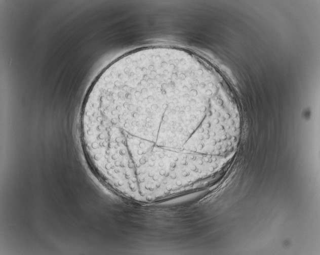 X0000116271239201001111008