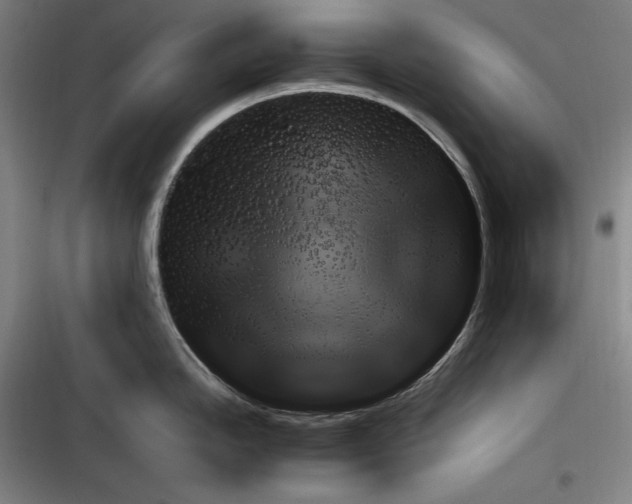 X0000116271246201001111008