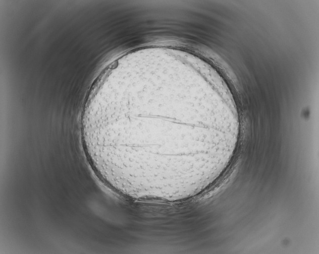 X0000116271425201001111005