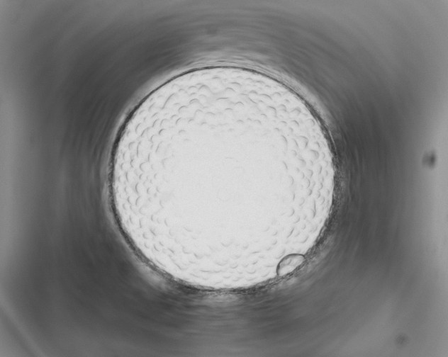 X0000116271525201001111004