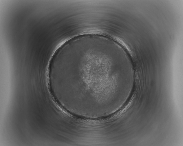 X0000116281071200912071145