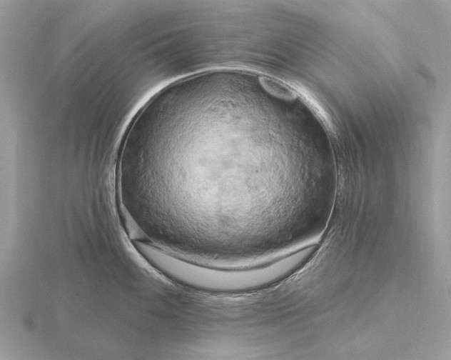 X0000116281100200912141343