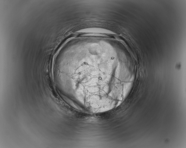 X0000116280259200912211825