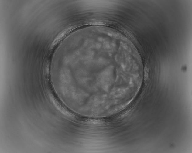 X0000116280349200912211824