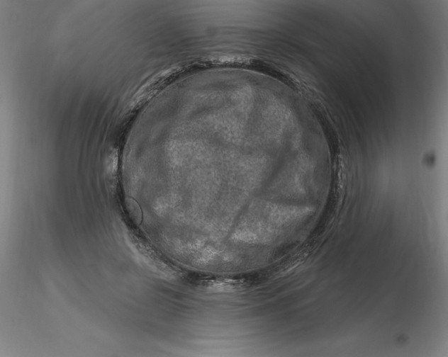 X0000116280550200912211821