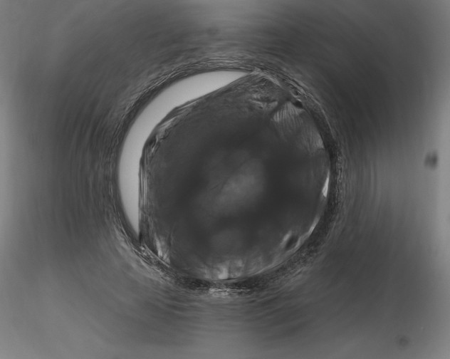 X0000116280641200912211820