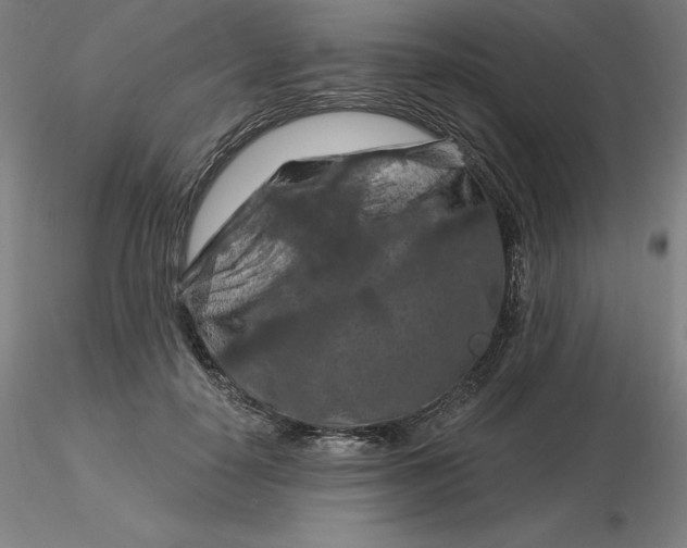 X0000116280650200912211820