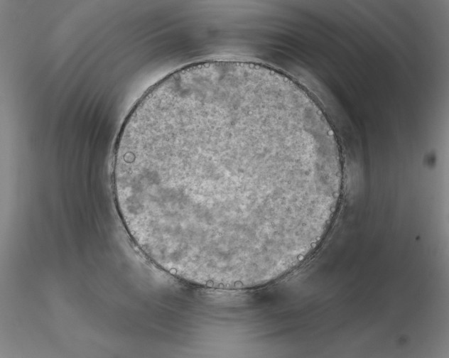 X0000116280856200912211818