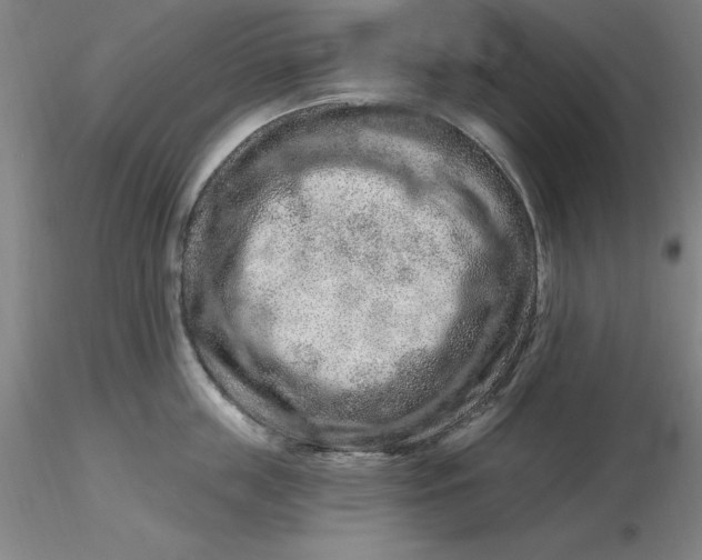 X0000116280859200912211818