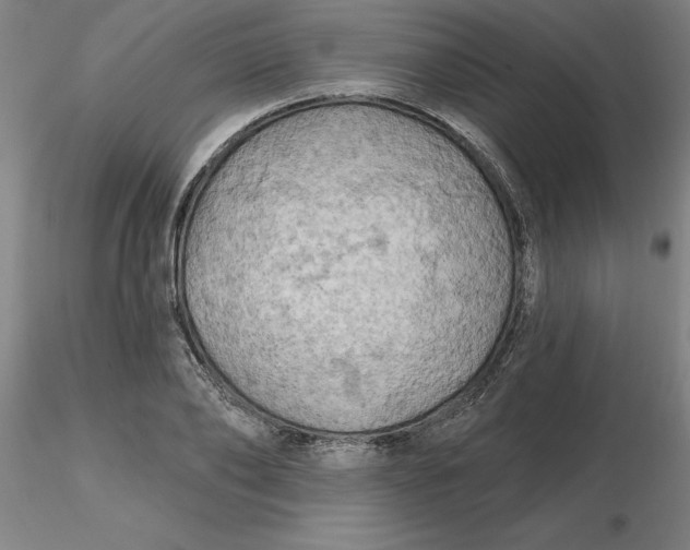 X0000116280886200912211817