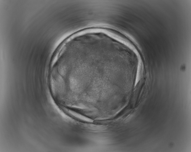 X0000116281007200912211815