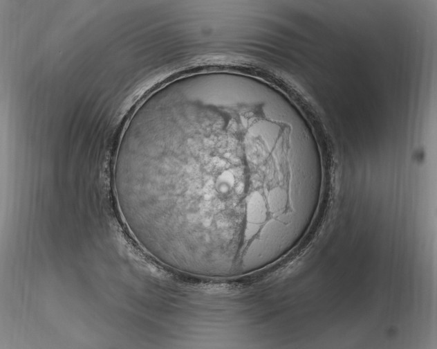 X0000116281025200912211815