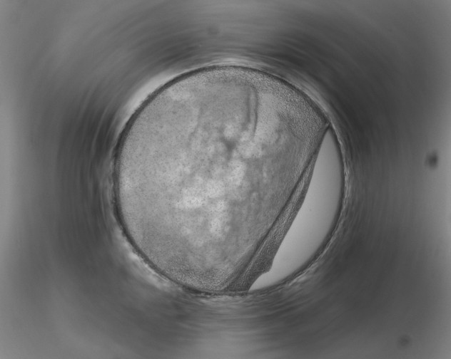 X0000116281048200912211815