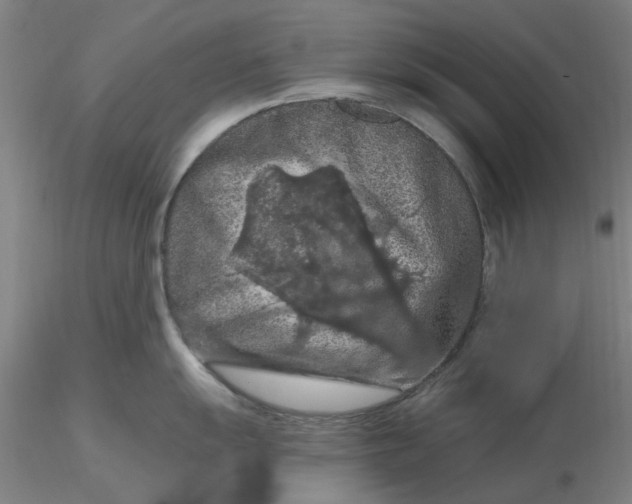 X0000116281055200912211815