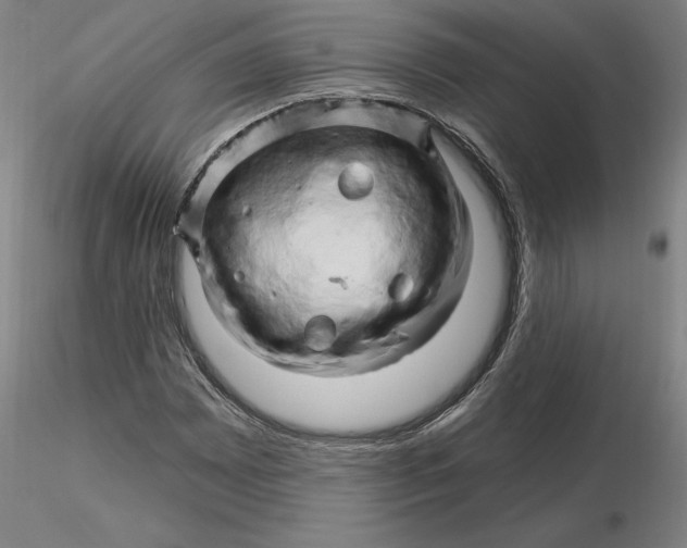 X0000116281065200912211814