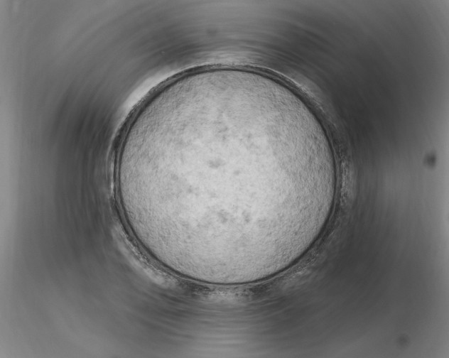 X0000116281078200912211814