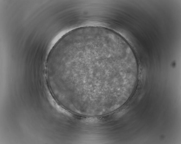 X0000116281094200912211814