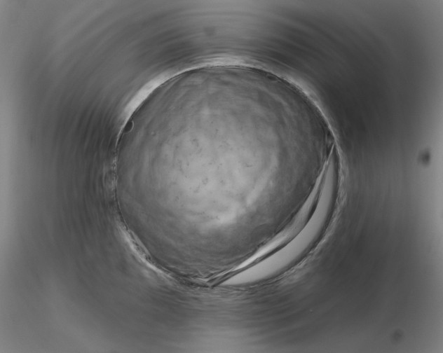 X0000116281097200912211814