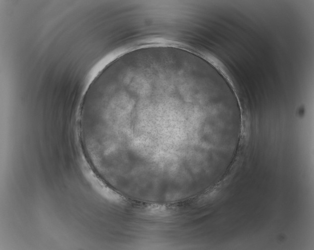 X0000116281098200912211814